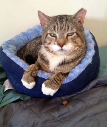 In cat bed on weds after scare MG.jpg